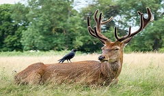 Wildlife